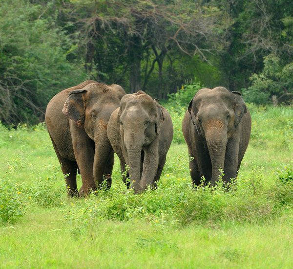 Explore Best of Dooars